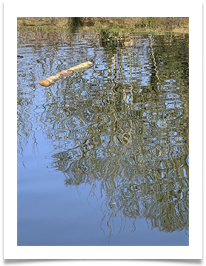 Bobbing Branch - Chris Berg